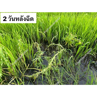 โซตะ ฟลูรอกซีเพอร์-เมปทิล 28.8% ขนาด 500 มล. กำจัด กก หนวดปลาดุก ปอดนา เทียนนา 💦(มีน้ำก็ฉีดได้)