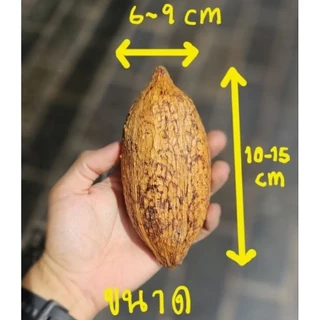 ถ้วยเปลือกโกโก้แห้ง dry cacao pod