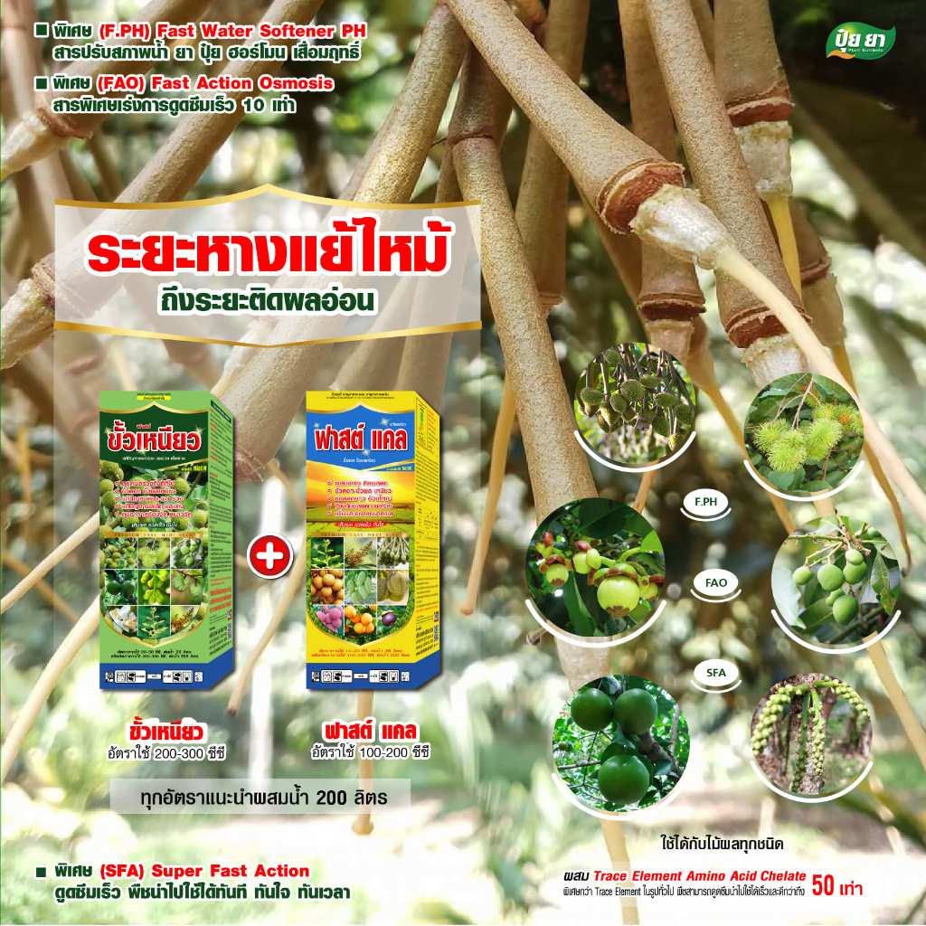 ทุเรียนหางแย้ หางแย้ร่วง ปุ๋ยยา ขั้วเหนียว ลดหางแย้ร่วง ติดผลดก พลิกลูกเร็ว ปุ๋ยยา ชุดคู่ 1 ลิตร