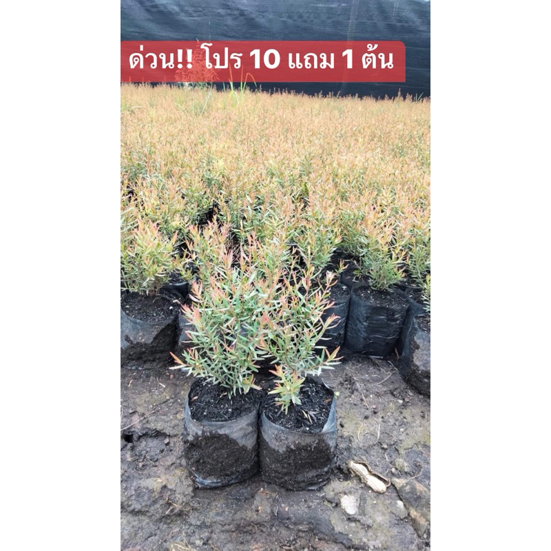 ต้นสนหอม (10 แถม 1) ส่งฟรีทักแชท สนหอม ต้นสนหอมไล่ยุง รอบนี้ 5-10 ซม. (อ่านรายละเอียดข้างล่างก่อนสั่งซื้อ)