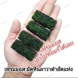 มอสมินิเพิล เฟรมมอส มอสน้ำ มอสตู้ปลา มอสอ่างบัว