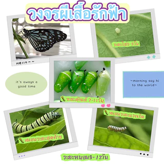 ชุดกล่องเลี้ยงหนอนผี้สื้อ 5แถม3 (🐛ยกเว้นหนอนถุงทอง2+1)