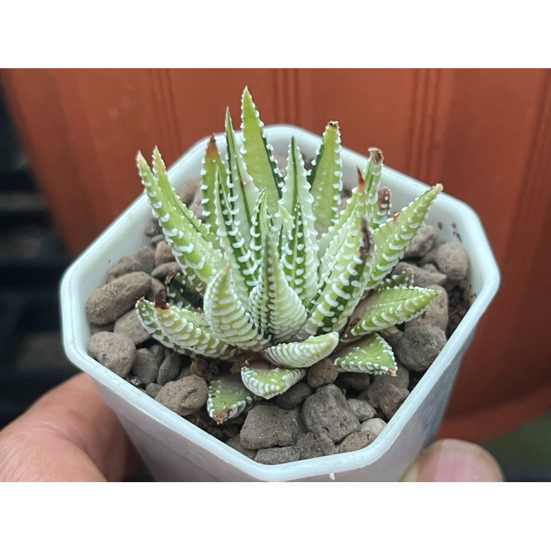 ม้าลายด่างขาว Haworthia Attenuata variegated white form ไม้อวบน้ำ กุหลาบหิน กรุยทาง 2 นิ้ว
