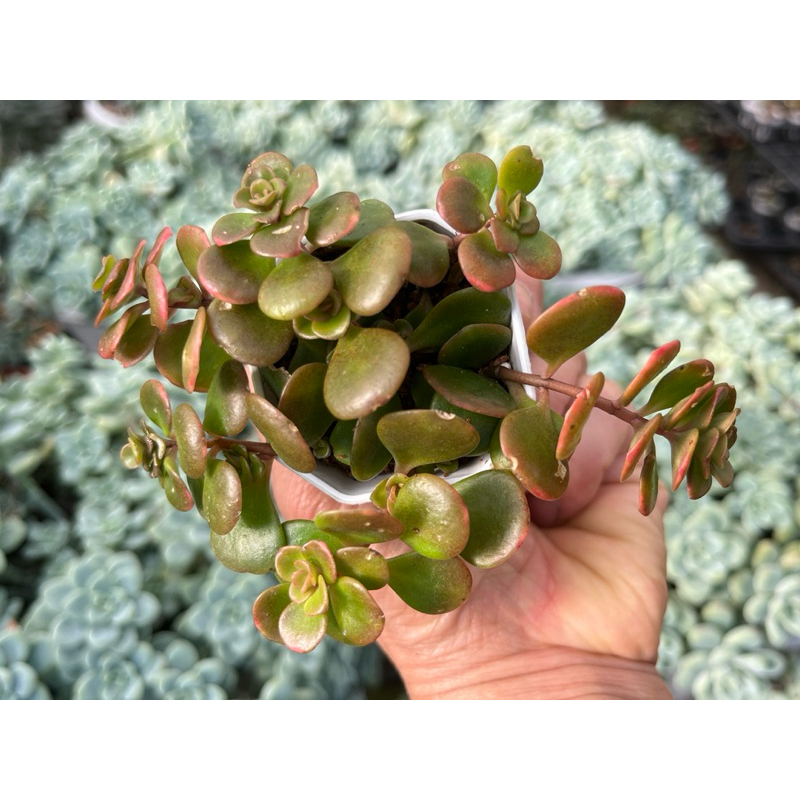Sedum 'Coral Reef' ไม้อวบน้ำ กุหลาบหิน จัดสวนถาด ขนาด 2 นิ้ว