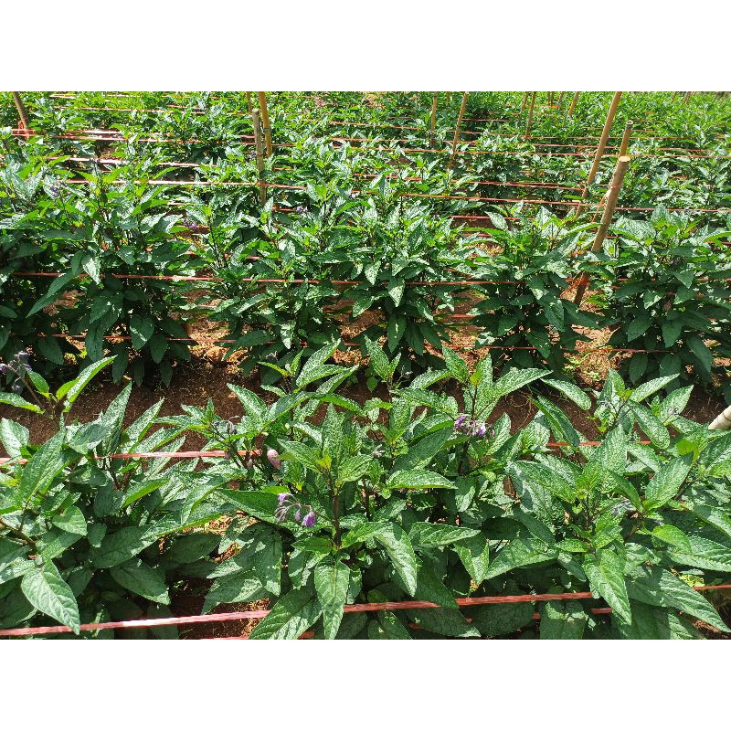 เปปิโนเมล่อนหวานอร่อยเหมือนเมล่อน 1 กิโล 3สี - รูปที่ 5