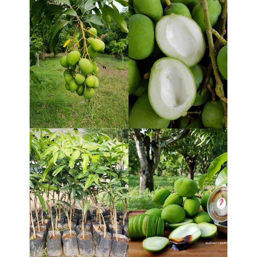 มะม่วงเบา เบาใต้ ต้นเสียบยอด 30-40 ซม ต้นแข็งแรง พร้อมปลูก 1 ปีติดผล