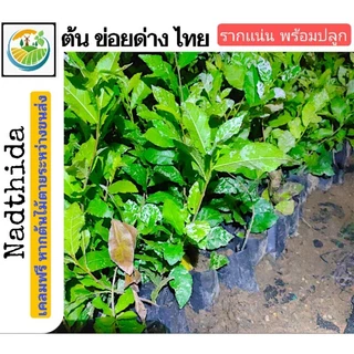 Nadthida ต้นข่อยด่างไทย ต้นข่อยด่าง ข่อยด่าง กล้าไม้พร้อมปลูก