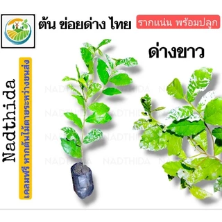Nadthida ต้นข่อยด่างไทย ต้นข่อยด่าง ข่อยด่าง กล้าไม้พร้อมปลูก