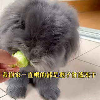 [Hamsterth]อาหารเสริม กะหล่ำปลี Freeze-Dried สำหรับสัตว์เล็ก แฮมสเตอร์ เม่นแคระ ชูก้า ดอร์เม้าส์