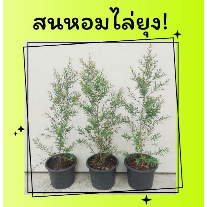 ต้นสนหอม สนหอมไล่ยุง สนหอมยอดแดง กระถาง 5 นิ้ว