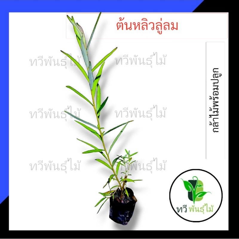 ต้นหลิวลู่ลม กล้าไม้พร้อมปลูกไม้มงคล  ไม้ประดับ   TAWEE PANTMAI หลิวลู่ลม