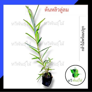 ต้นหลิวลู่ลม กล้าไม้พร้อมปลูกไม้มงคล  ไม้ประดับ   TAWEE PANT…