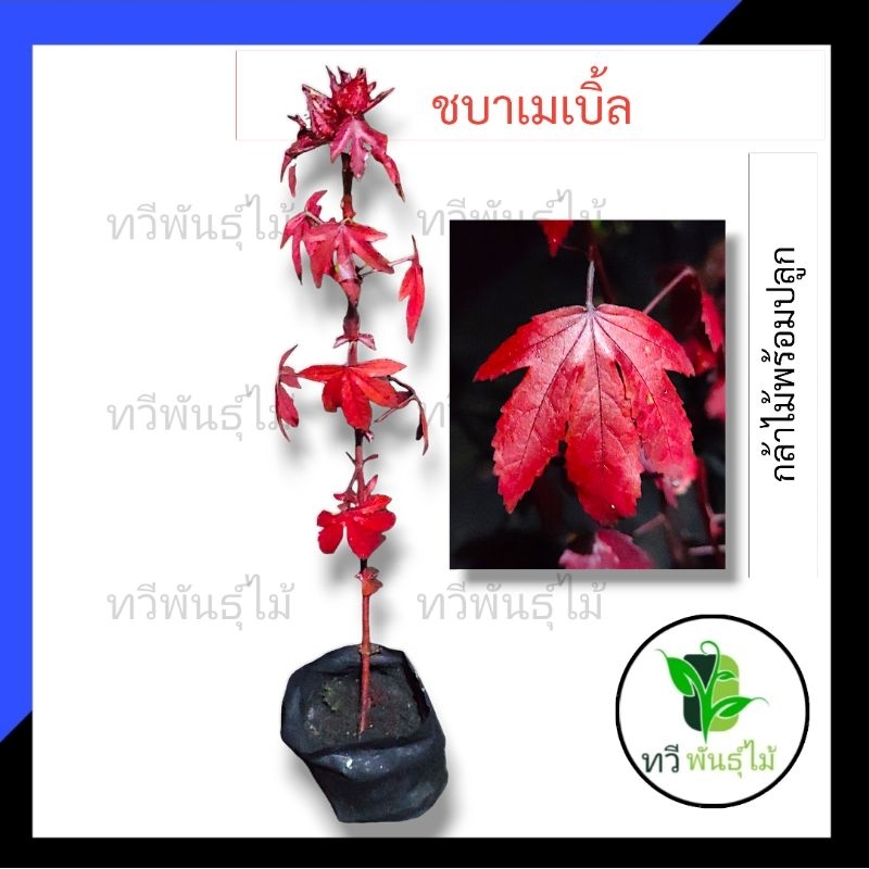 ต้นชบาเมเปิ้ล กล้าไม้พร้อมปลูกไม้มงคล  ไม้ประดับ   TAWEE PANTMAI ชบาเมเปิ้ล