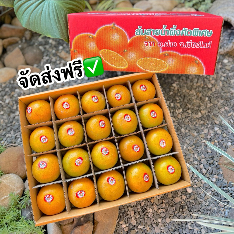 🍊ส้มสายน้ำผึ้ง อำเภอฝาง (เรียงช่องเบอร์ 5/40ลูก) ส่งฟรี✅ อร่อยหวานฉ่ำ สดๆจากสวนไม่แว็กซ์จ้า