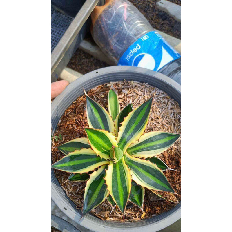 อากาเว่ agave lophantha quadricolor รูปแรกต้นแม่ ส่งถอดราก
