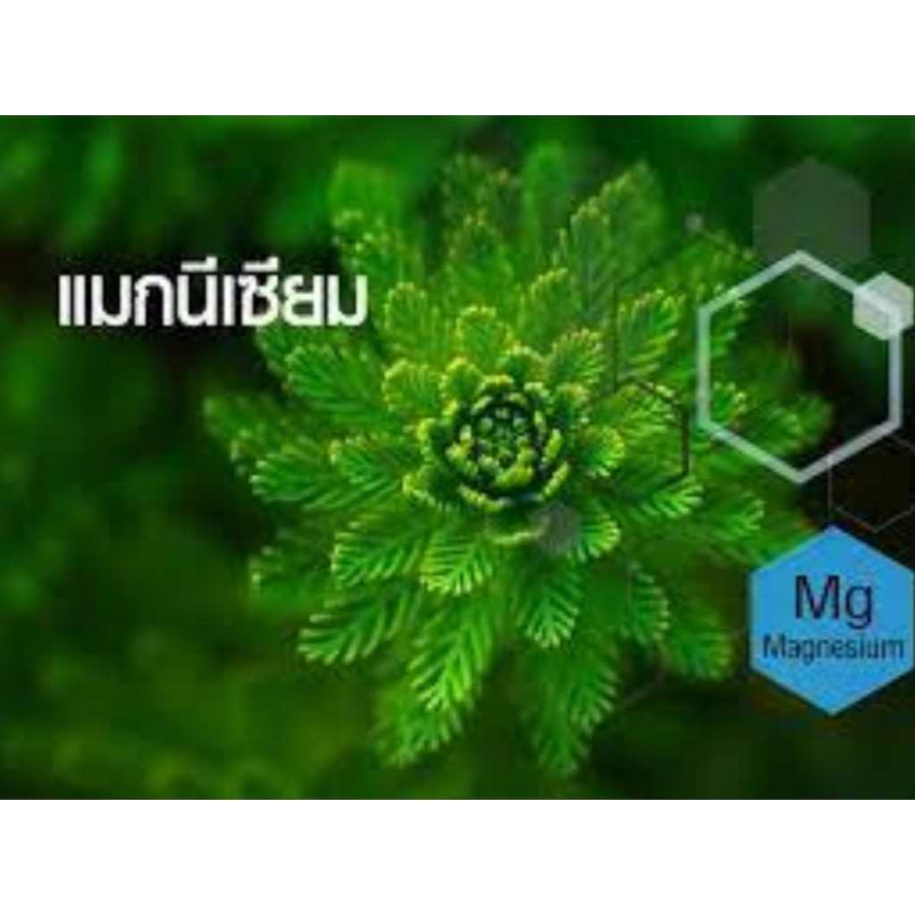 ปุ๋ย แมกนีเซียมซัลเฟต MgSO4 แบบผงเกล็ดสีขาว (ดีเกลือฝรั่ง) ดวงตะวันเพชร แบ่งบรรจุถุงละ 1 กิโลกรัม - รูปที่ 6