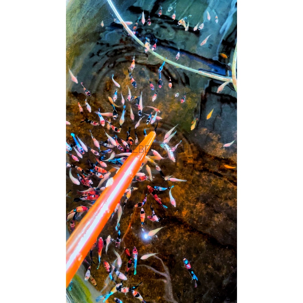 Thumbnail 3