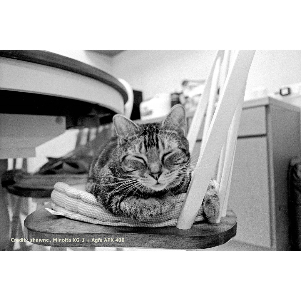 ฟิล์มขาวดำ AGFA APX 400 35mm 36exp 135-36 Black and White Film ฟิล์ม agfaphoto