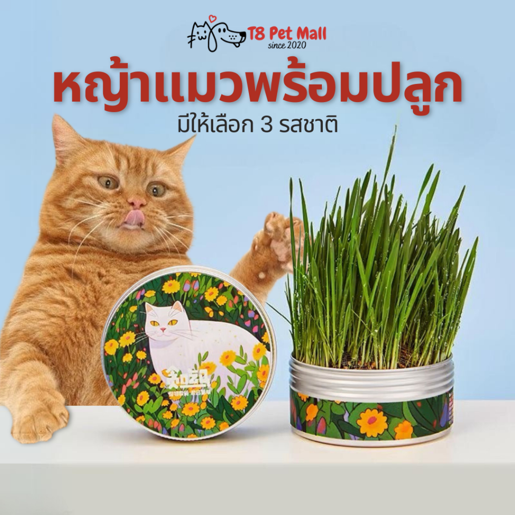 T8 หญ้าแมว ครบชุดพร้อมปลูก ง่ายต่อการใช้ไม่ต้องใช้ดิน ข้าวสาลีแมว ต้นข้าวสาลีแมว ต้นอ่อนข้าวสาลี