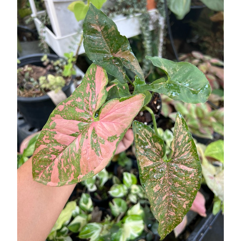 Pink allusion พิ้งออลูชั่นสีสวย กระถาง3-4นิ้ว เปลี่ยนใส่กระถาง3-4นิ้วสีดำก่อนส่งนะคะมีข้อแถมให้ไปชำเล่นทุกรายการนะคะ