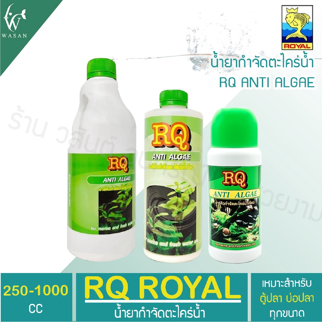 กำจัดตะไคร่น้ำเขียว RQ ANTI ALGAE ขนาด 250-1000 cc.