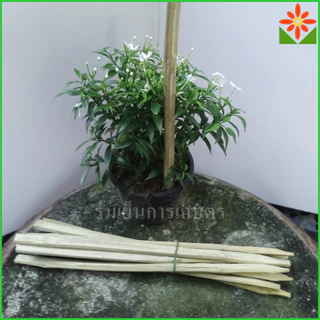 ไม้ไผ่ แหลมปลาย ยาว 40ซม. ไม้ค้ำยันต้นไม้ ปักค้ำต้นไม้ มัดละ 10อัน