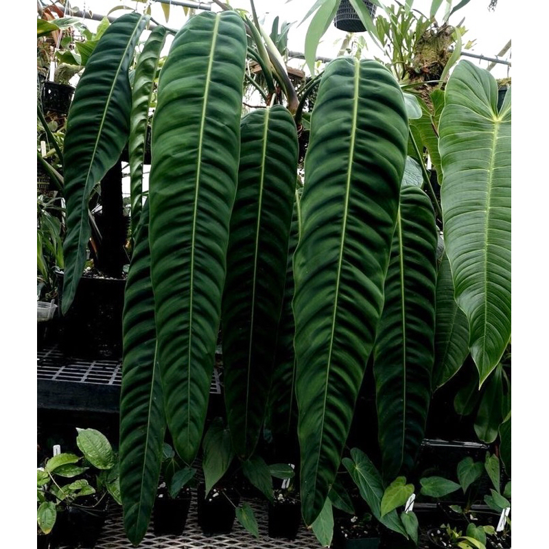 Philodendron patriciae 🪴แพททีเซียสายพันธุ์แท้ไม้หายาก