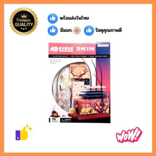 0281 แบบจำลองผิวหนัง Skin Model 4D  โมเดลผิวหนัง, ของเล่นเสร…