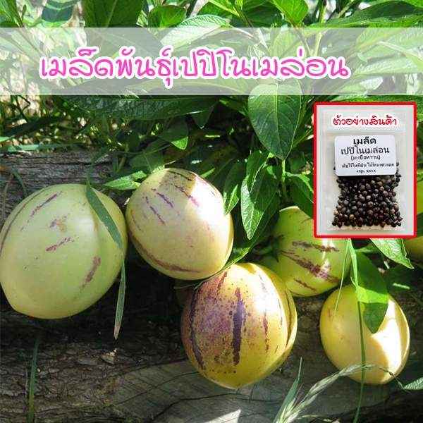 เมล็ดพันธุ์มะเขือหวาน Pepino Melon 20-50 เมล็ด เปปิโนเมล่อน รสชาติอร่อย ปลูกง่าย (ซื้อ 10 แถม 1 คละได้)