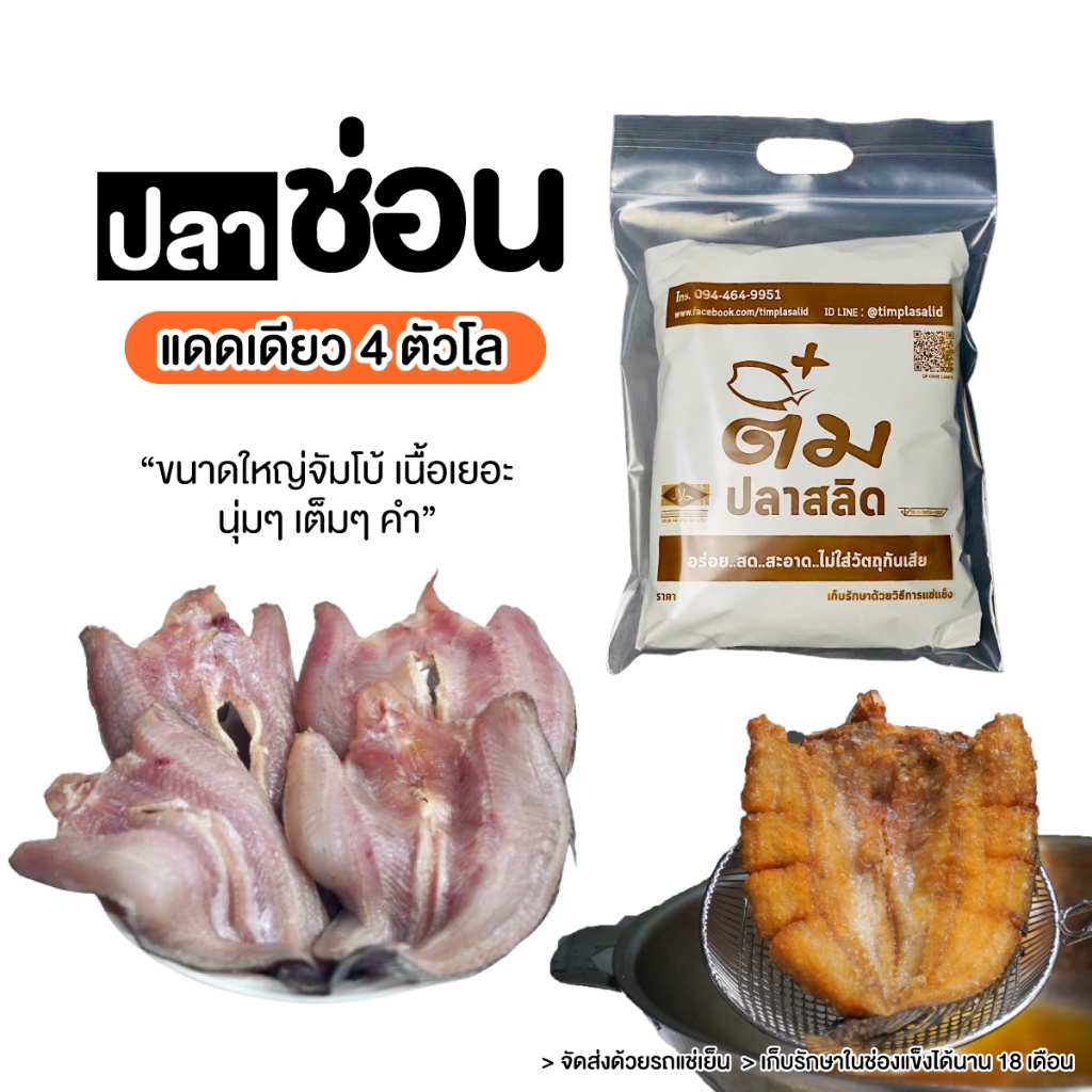 ปลาช่อนแดดเดียว ขนาดใหญ่ 3-4 ตัวโล (ดิบ) ++ส่งรถแช่เย็น++
