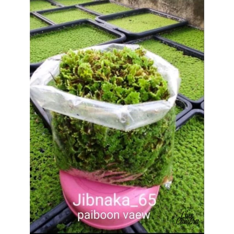 แหนแดง(กทม.)โล30บาท (5ธ.ค.67พร้อมส่ง)