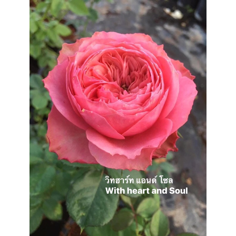 กุหลาบ-วิทฮาร์ท แอนด์ โซล With Heart And Soul ดอกใหญ่ ทรงถ้วย บานทน มีกลิ่นหอม