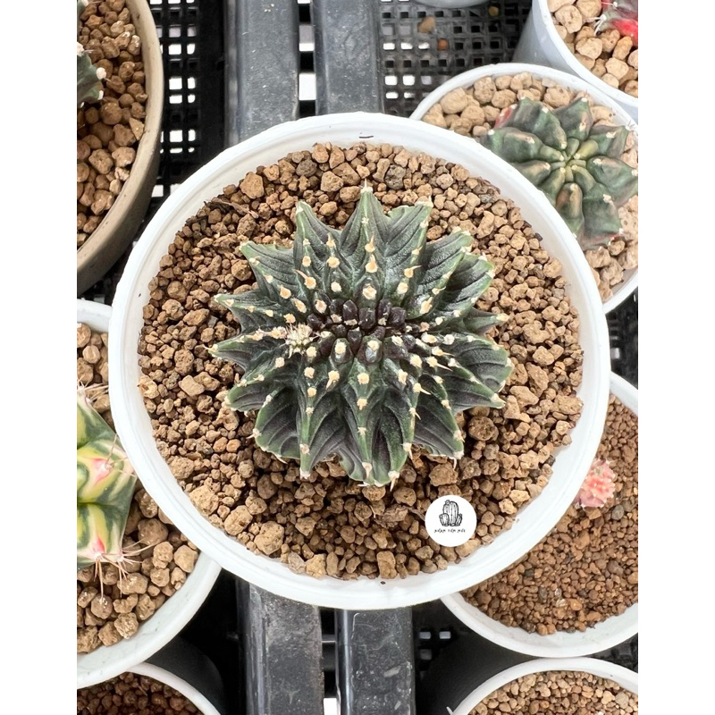 Gymnocalycium Friedrichii LB2178 Cristata คริสตาต้า แท้ไม้เมล็ด