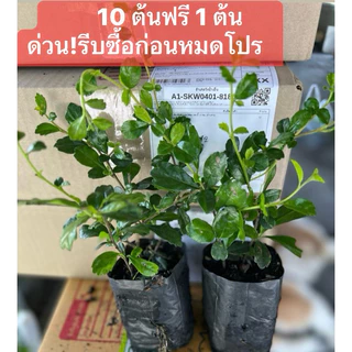 ชาฮกเกี้ยน * 1 ถุง มี 3-4 กิ่ง (ส่งฟรีทักแชทาง) ต้นชาดัด ต้นชาฮกเกี้ยน ชาดัด ขั้นต่ำ 10 ต้น 20-30 ซม (10 แถม 1 ต้น)