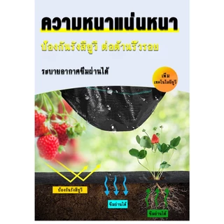พลาสติกคลุมดิน ผ้าคลุมดิน พลาสติกคลุมหญ้า ฆ่าหญ้า 50 เมตร 100 เมตร คลุมวัชพืช ผ้าคลุมหญ้า กําจัดหญ้า