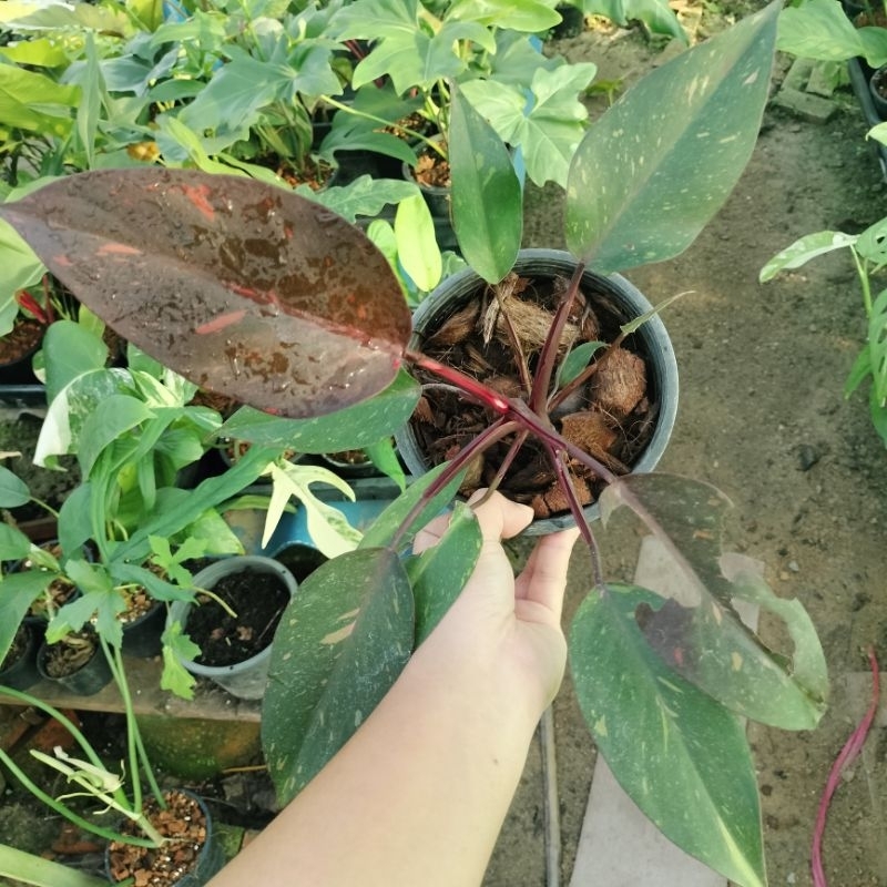 🌱 Philodendron Orange Princess Variegated 🌱 ฟิโลเดนดรอนออเร้นปริ้นเสจ 🌱 ไม้ด่าง ไม้ฟอกอากาศ 🌱 [POP]