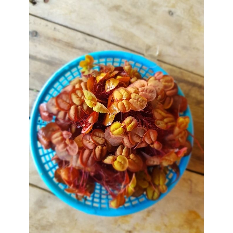 ต้นพืชน้ำ"จอกแดงญี่ปุ่นใช้ประดับอ่างปลาตู้ปลาสวยงาม บรรจุ 1 ตะกร้า"