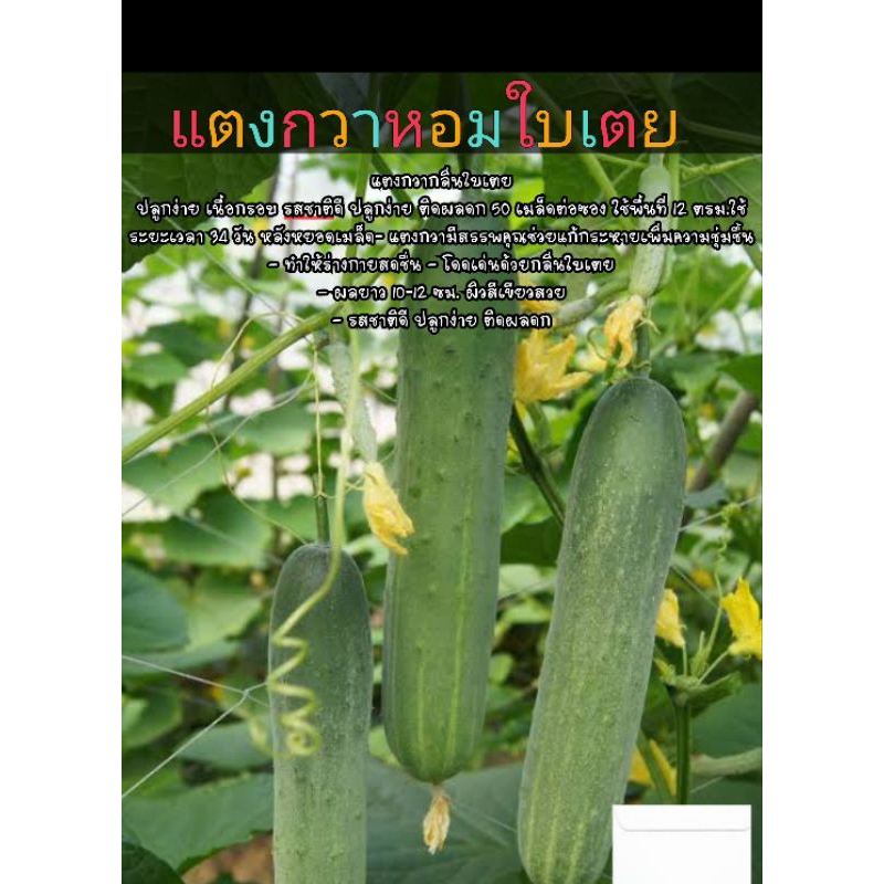 เมล็ดพันธุ์แตงกวากลิ่นใบเตย ชุด 50 เมล็ด