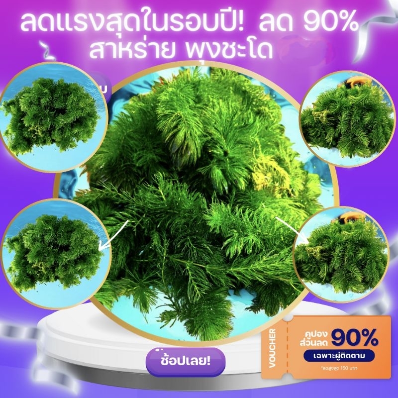 พรรณไม้น้ำ สาหร่ายพุงชะโด ครึ่งกิโล มีรับประกัน สดสะอาด จากบ่อทุกวัน