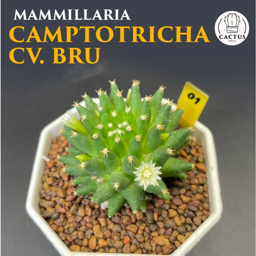 Mammillaria camptotricha cv. Bru แมมบรู