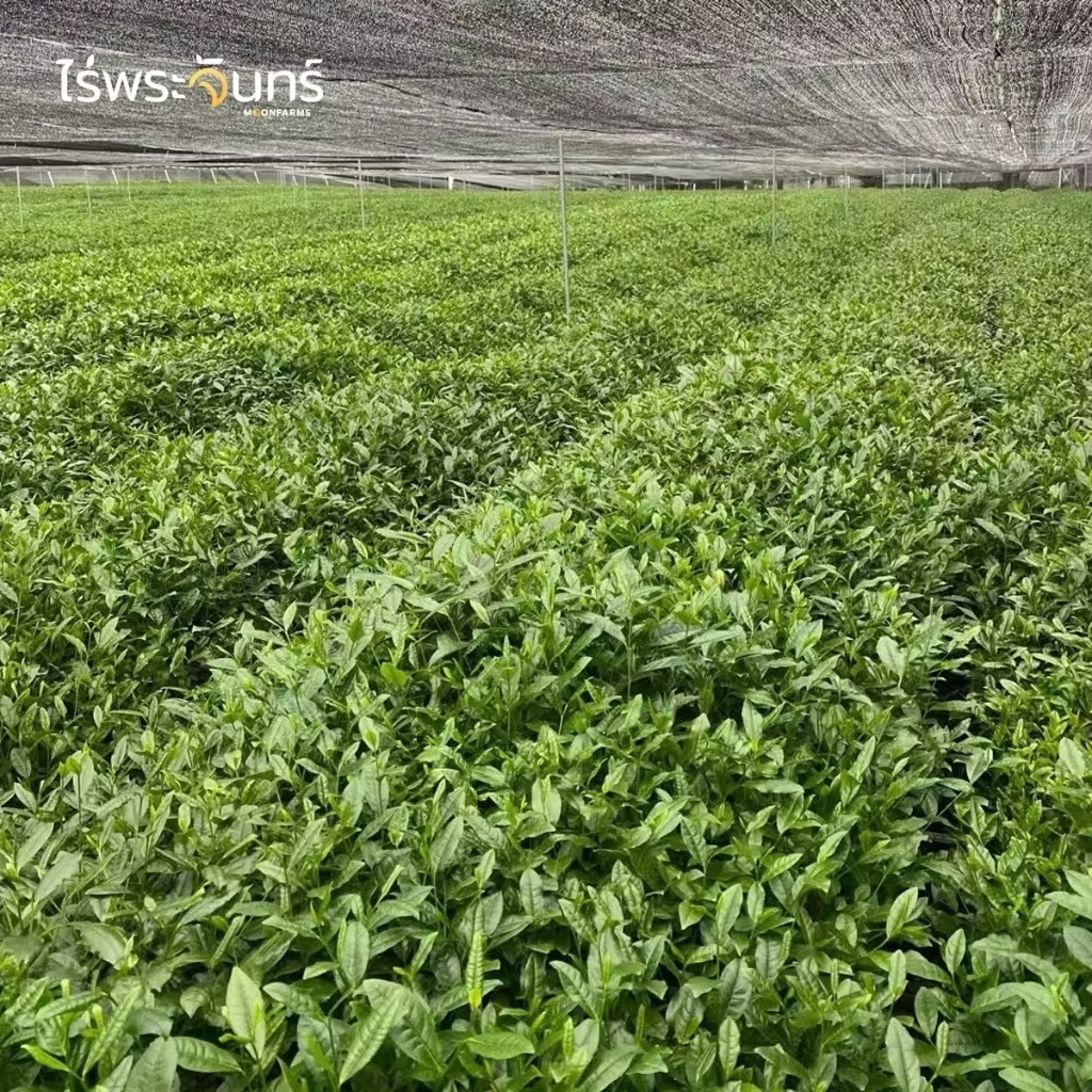 ไร่พระจันทร์ ผงชาเขียวมัทฉะ Matcha Powder 100%  ไม่แต่งสี กลิ่น ไม่ผสมน้ำตาล ขนาด 100 กรัม      จ - รูปที่ 4