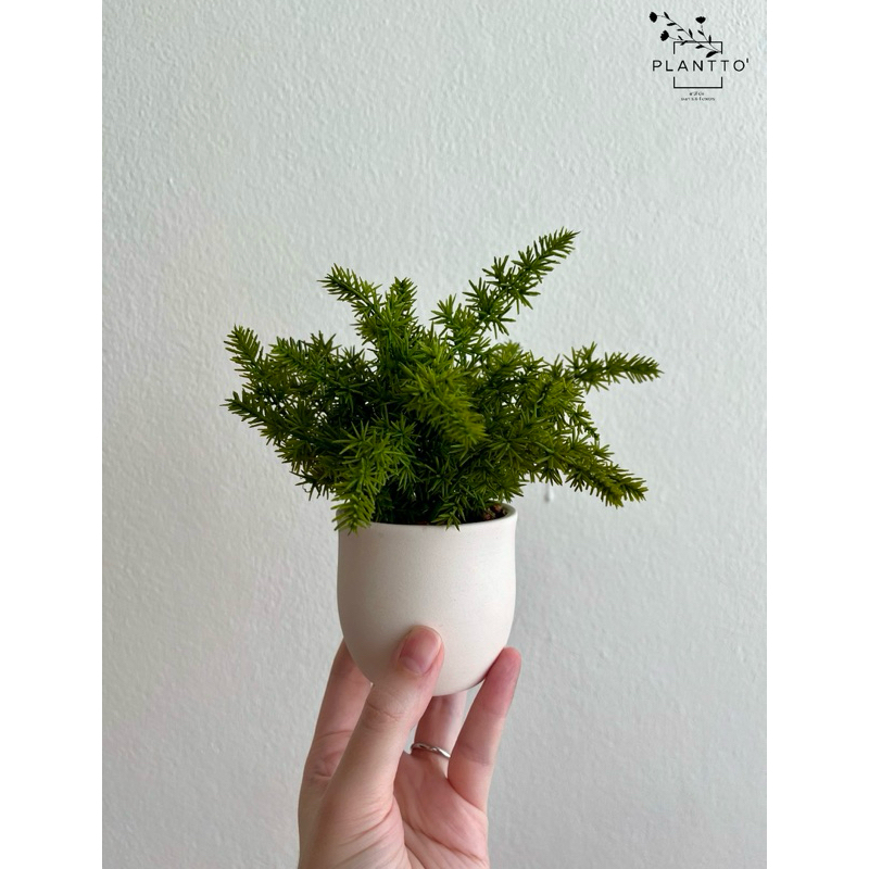 ต้นไม้ปลอม ปริกน้ำค้าง กระถางดินเผา กว้าง 10 cm สูง 23 cm