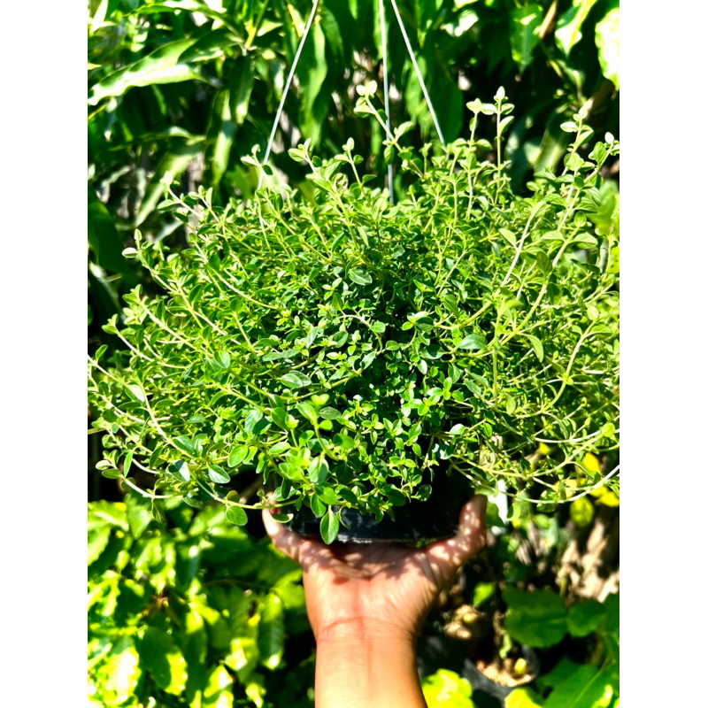 ไทม์ Thyme สมุนไพรฝรั่ง มีกลิ่นหอม นิยมใช้เป็นเครื่องเทศในการปรุงอาหาร ช่วยบรรเทาอาการไอและหวัด รวมถึงช่วยในการย่อยอาหาร