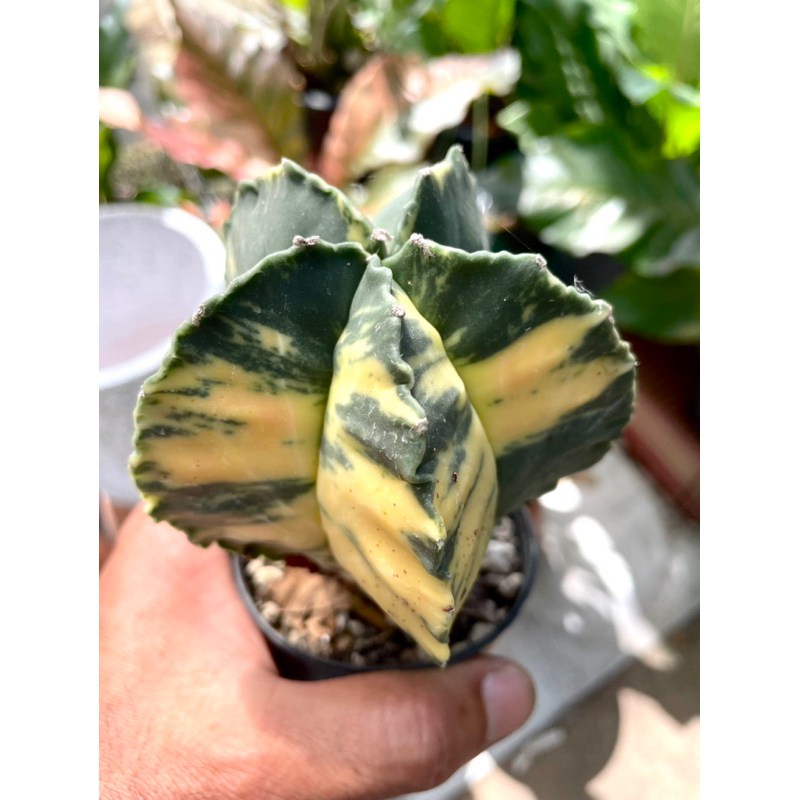 แคคตัส "หมวกสังฆราช Astrophytum myriostigma" (ไมริโอ)