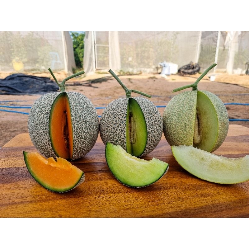 หมดแล้วครับผม เมล่อน หวาน นุ่ม/กรอบ ปลอดสารพิษ ไร้สารตกค้าง สีส้ม สีเขียว สีขาว แตงญี่ปุ่น แคนตาลูป