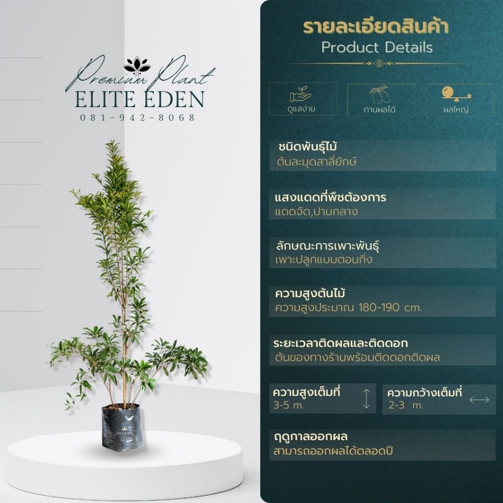 ต้นละมุดสาลี่ยักษ์หรือละมุดเวียดนาม สูง 150-200 cm. (ต้นใหญ่) ออกผลไวมาก ผลใหญ่ หวานจัดไม่เป็นทราย - รูปที่ 2