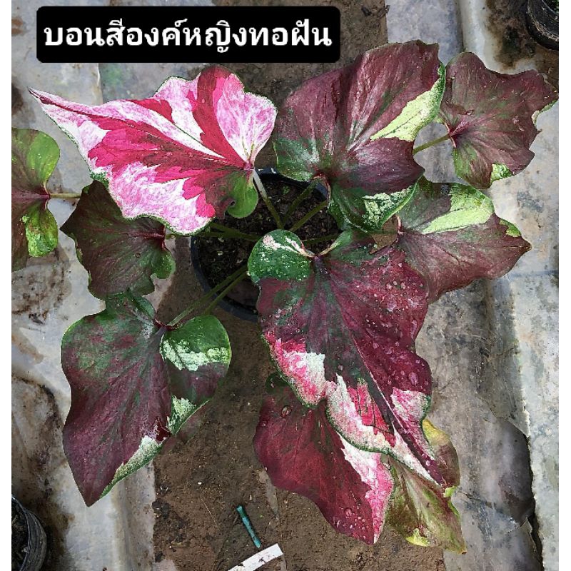 "บอนสีองค์หญิงทอฝัน"กระถาง6"