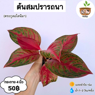 ต้นสมปรารถนา กระถาง 4 นิ้ว จัดส่ง 2 ต้นขึ้นไป คละแบบได้