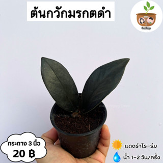 ต้นกวักมรกตดำ (20 บาท) จัดส่ง 2 ต้นขึ้นไป คละแบบได้