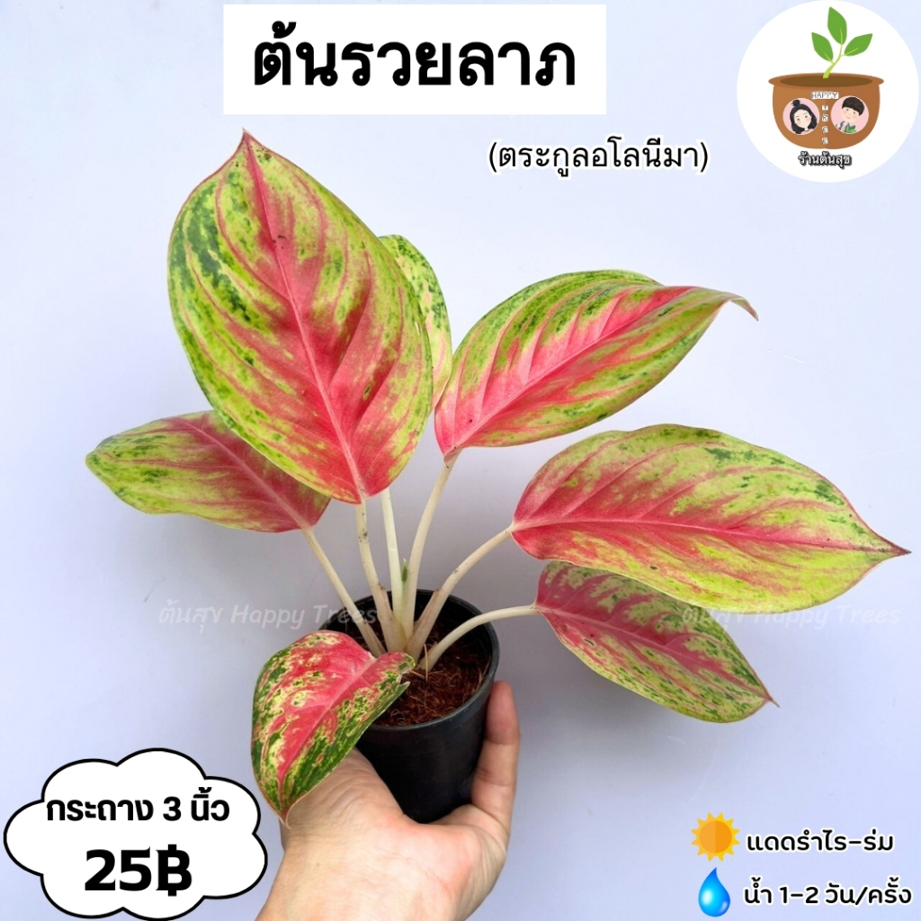 ต้นรวยลาภ จัดส่ง 2 ต้นขึ้นไป คละแบบได้